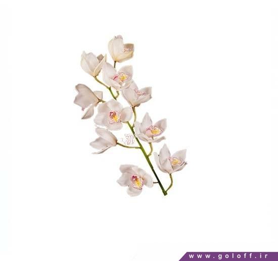 تک شاخه گل ارکیده سیمبیدیوم بیوتی فرد - Cymbidium Orchid | گل آف